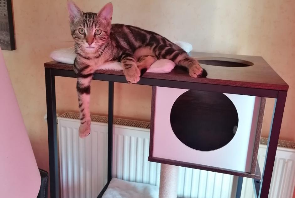 Disappearance alert Cat Male , 0 years Sand France