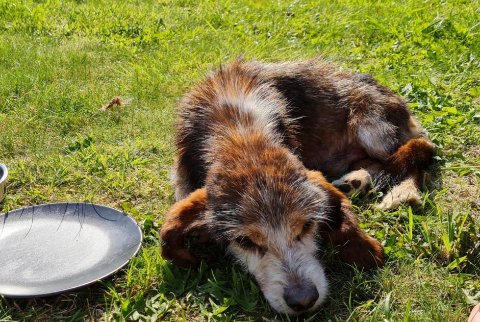 Discovery alert Dog miscegenation Male Le Conquet France