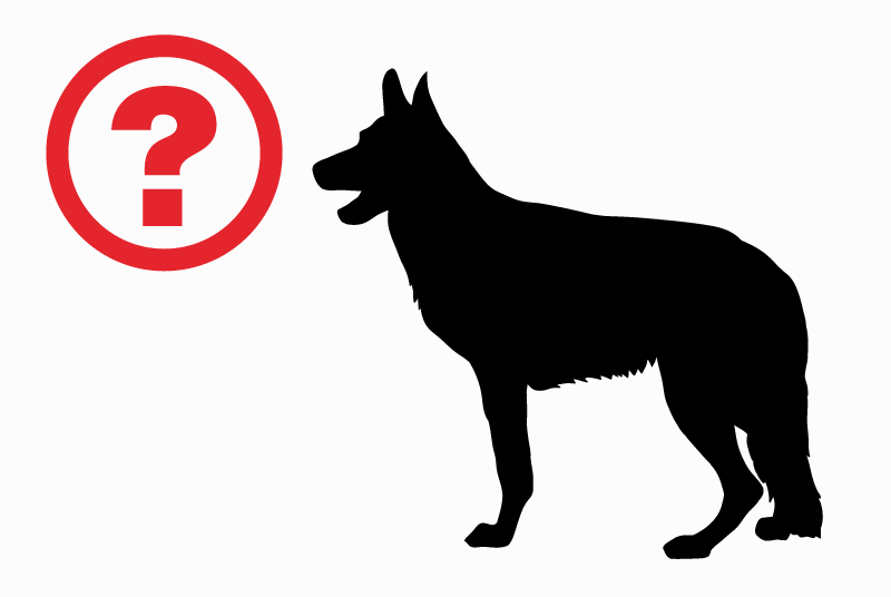 Ontdekkingsalarm Hond  Onbekend , 5 jaar Bournand Frankrijk