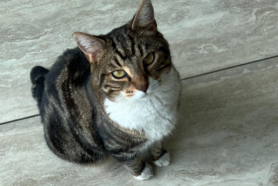 Avviso scomparsa Gatto Maschio , 7 anni Cesseville Francia