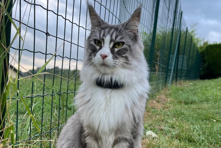 Avviso scomparsa Gatto  Femmina , 2 anni La Balme-de-Sillingy Francia