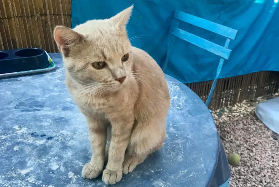 Avviso scomparsa Gatto incrocio di razze Maschio , 1 anni Le Cannet-des-Maures Francia